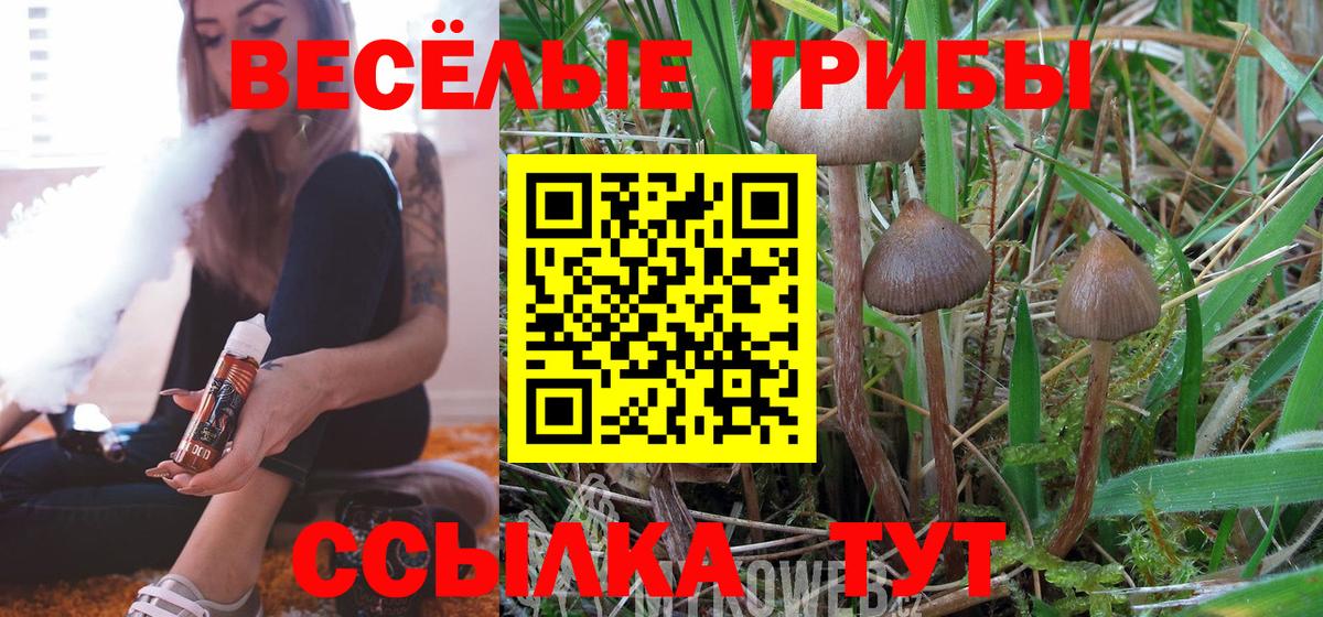 Псилоцибиновые грибы Cubensis Сорочинск